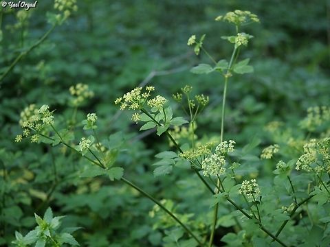 Smyrnium olusatrum  Alexanders,Geotagged,Israel,Smyrnium olusatrum,Winter