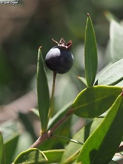 Myrtus communis  Geotagged,Israel,Myrtle,Myrtus communis,Winter