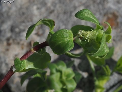Theligonum cynocrambe  Geotagged,Israel,Theligonum cynocrambe,Winter