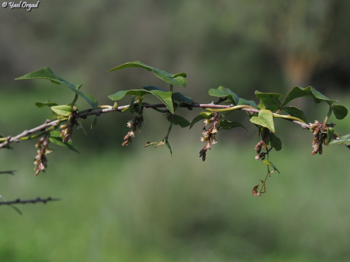 Dioscorea communis  Black bryony,Dioscorea communis,Geotagged,Israel,Winter