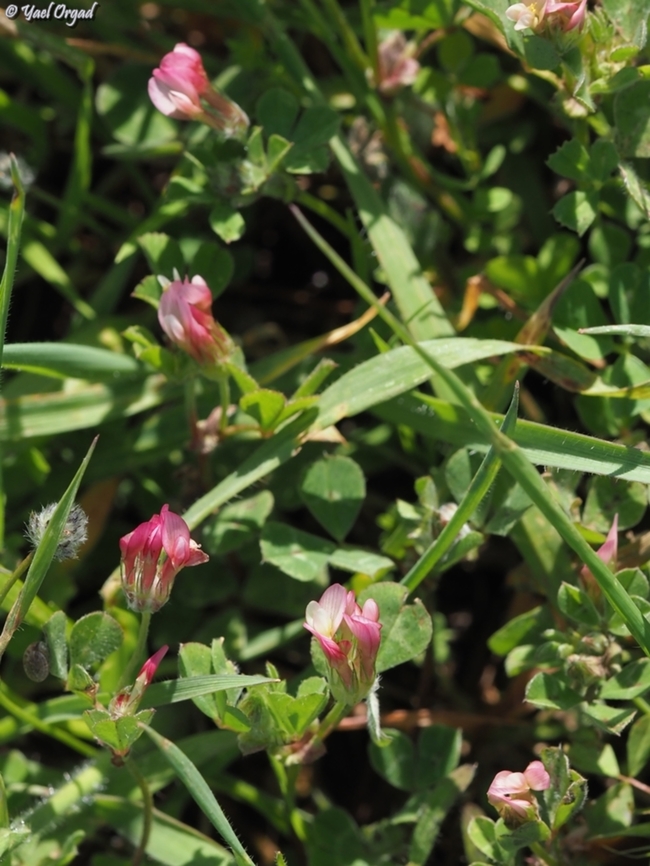 Trifolium eriosphaerum  Geotagged,Israel,Trifolium eriosphaerum,Winter