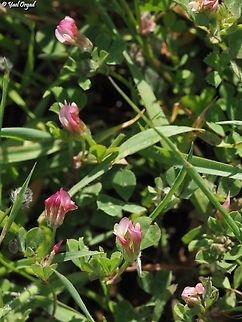 Trifolium eriosphaerum  Geotagged,Israel,Trifolium eriosphaerum,Winter