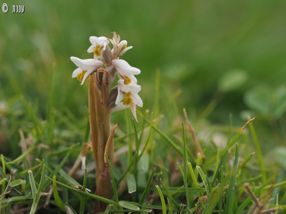 Zeuxine strateumatica I finally got to see this tiny Orchid, that nobody knows how it arrived to Israel.  Centipede Grass Orchid,Geotagged,Israel,Winter,Zeuxine strateumatica