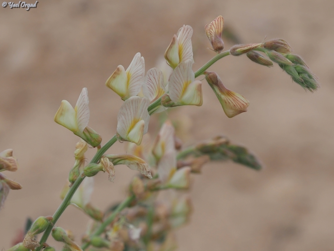 Onobrychis ptolemaica my first meeting with this really beautiful and extra rare legume.  Geotagged,Israel,Onobrychis ptolemaica,Winter