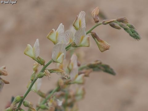 Onobrychis ptolemaica my first meeting with this really beautiful and extra rare legume.  Geotagged,Israel,Onobrychis ptolemaica,Winter