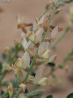 Onobrychis ptolemaica  Geotagged,Israel,Onobrychis ptolemaica,Winter