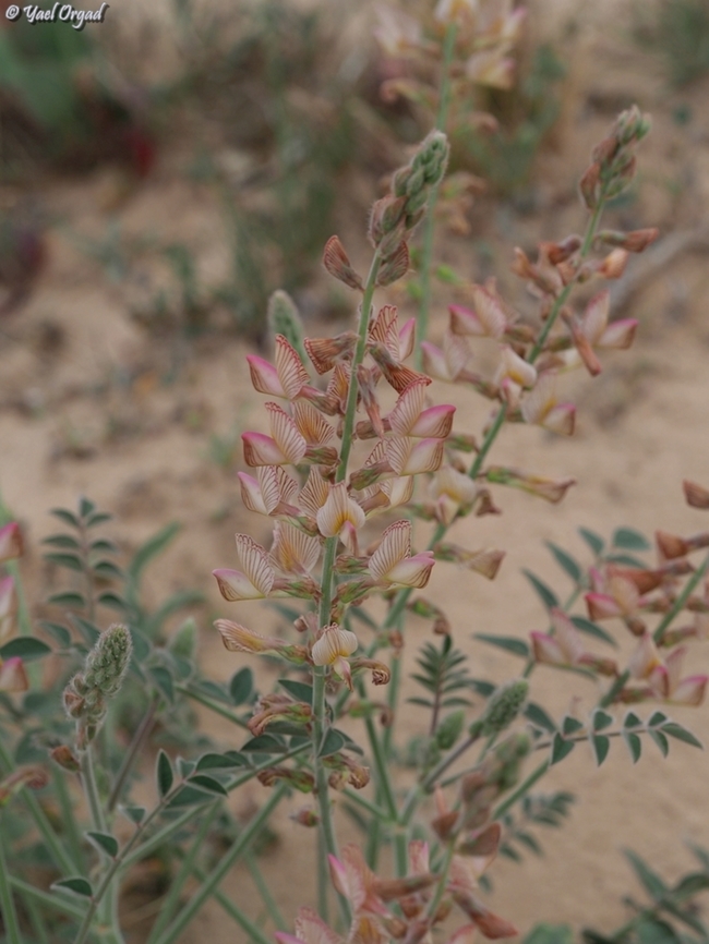 Onobrychis ptolemaica  Geotagged,Israel,Onobrychis ptolemaica,Winter