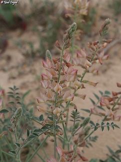 Onobrychis ptolemaica  Geotagged,Israel,Onobrychis ptolemaica,Winter
