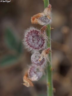 Onobrychis ptolemaica - fruit  Geotagged,Israel,Onobrychis ptolemaica,Winter