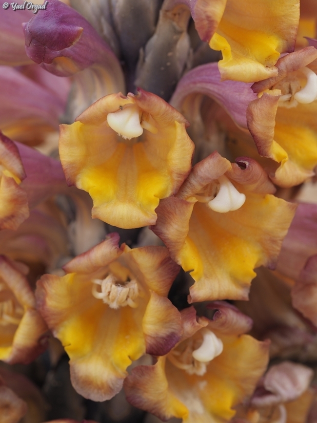 Colors! Cistanche tubulosa is mostly yellow<br />
but in the south Negev, it gets really colorful, with purple.  Cistanche tubulosa,Geotagged,Israel,Winter