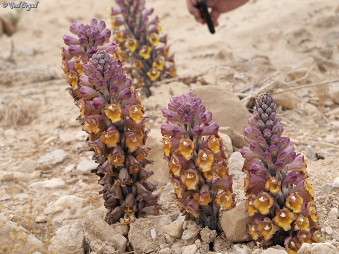 Cistanche tubulosa  Cistanche tubulosa,Geotagged,Israel,Winter