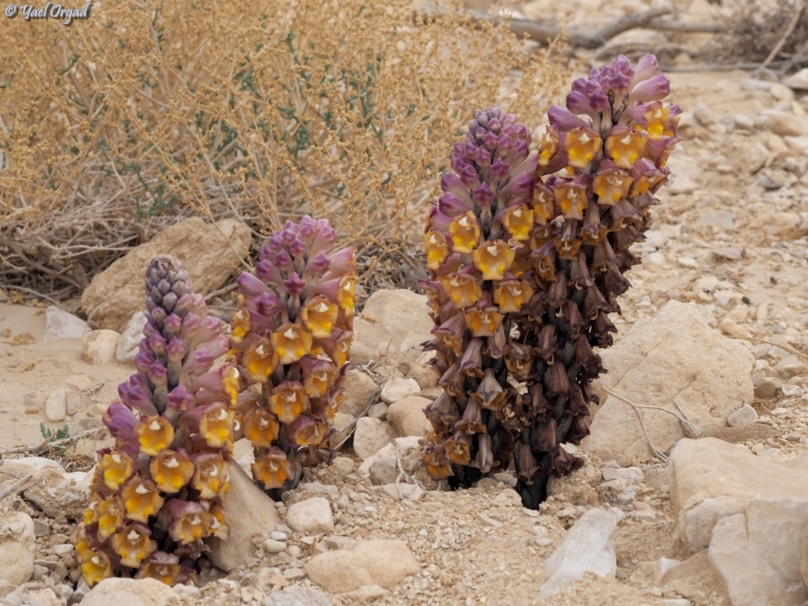 Cistanche tubulosa  Cistanche tubulosa,Geotagged,Israel,Winter