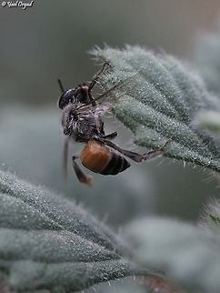 Apis florea invasive in Israel Apis florea,Geotagged,Israel,Red Dwarf-Honey Bee,Winter