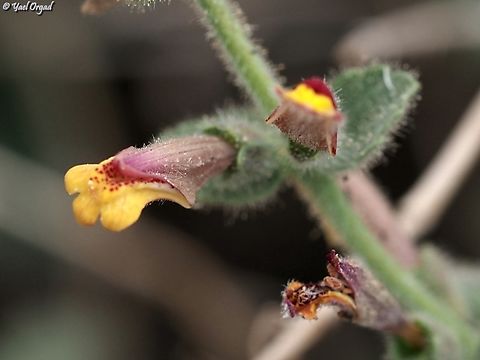 Lindenbergia sinaica  Geotagged,Israel,Lindenbergia sinaica,Winter