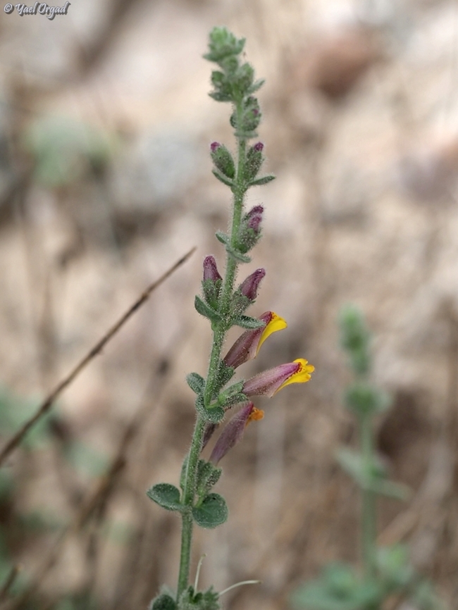 Lindenbergia sinaica  Geotagged,Israel,Lindenbergia sinaica,Winter
