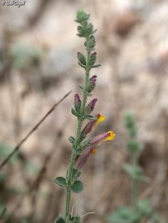 Lindenbergia sinaica  Geotagged,Israel,Lindenbergia sinaica,Winter