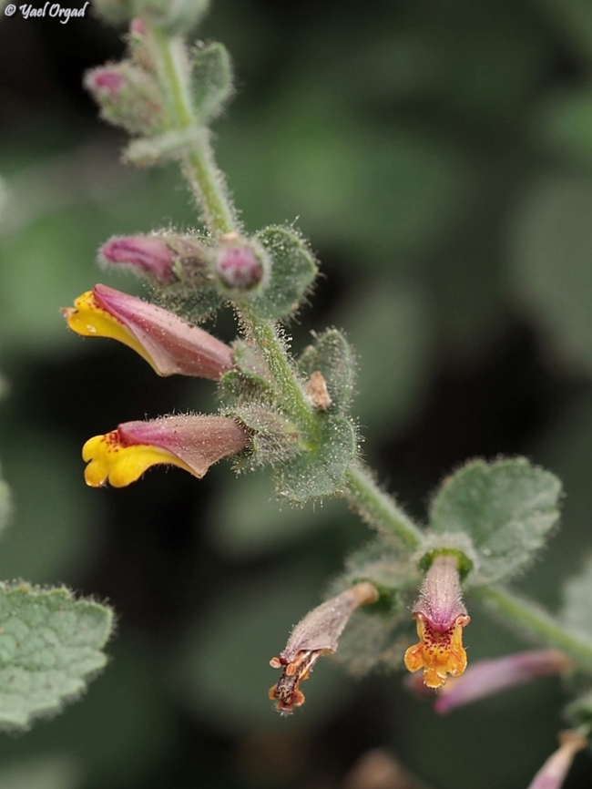 Lindenbergia sinaica Bloomed for the first time since 2011<br />
and it's the first time I've seen it!  Geotagged,Israel,Lindenbergia sinaica,Winter