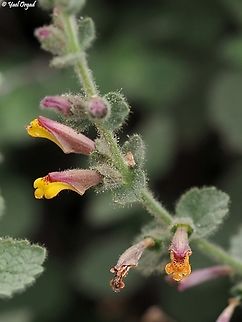 Lindenbergia sinaica Bloomed for the first time since 2011
and it's the first time I've seen it!  Geotagged,Israel,Lindenbergia sinaica,Winter