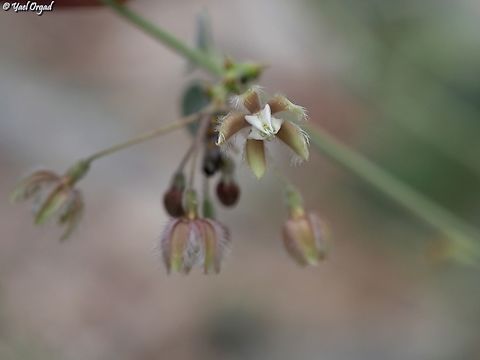 Pergularia tomentosa  Geotagged,Israel,Pergularia tomentosa,Winter