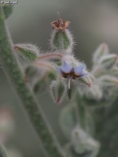 Trichodesma ehrenbergii  Geotagged,Israel,Trichodesma ehrenbergii,Winter