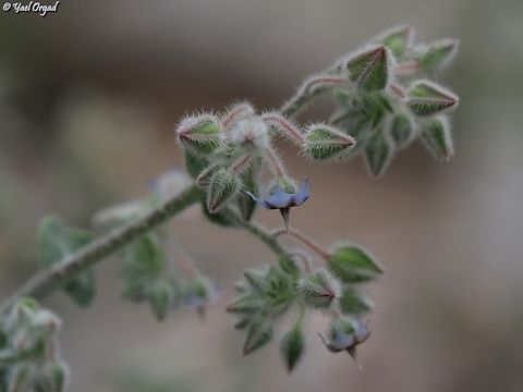 Trichodesma ehrenbergii  Geotagged,Israel,Trichodesma ehrenbergii,Winter