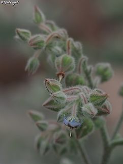 Trichodesma ehrenbergii  Geotagged,Israel,Trichodesma ehrenbergii,Winter