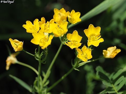 Hypecoum dimidiatum  Geotagged,Hypecoum dimidiatum,Israel,Winter