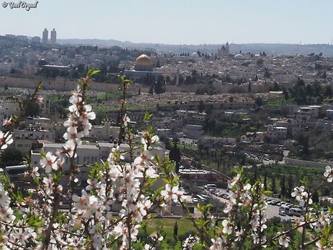 Jerusalem's ancient city seen from an almond tree I admit that the Almond tree is just an excuse here ;-) 
in the center - the Dome of the Rock - the muslim mosque on Temple mount.  Almond,Geotagged,Israel,Prunus amygdalus,Prunus dulcis,Winter