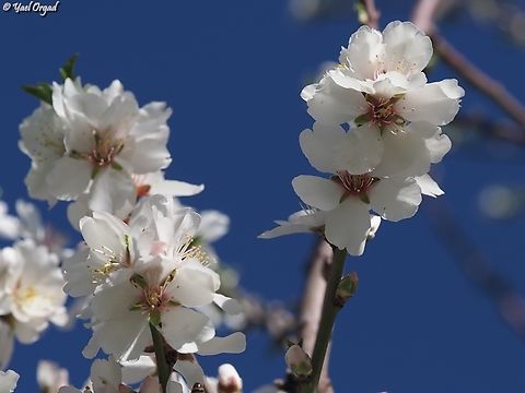 Almond Blossoms  Almond,Geotagged,Israel,Prunus amygdalus,Prunus dulcis,Winter