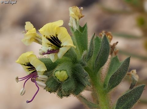 Hyoscyamus desertorum  Geotagged,Hyoscyamus desertorum,Israel,Winter