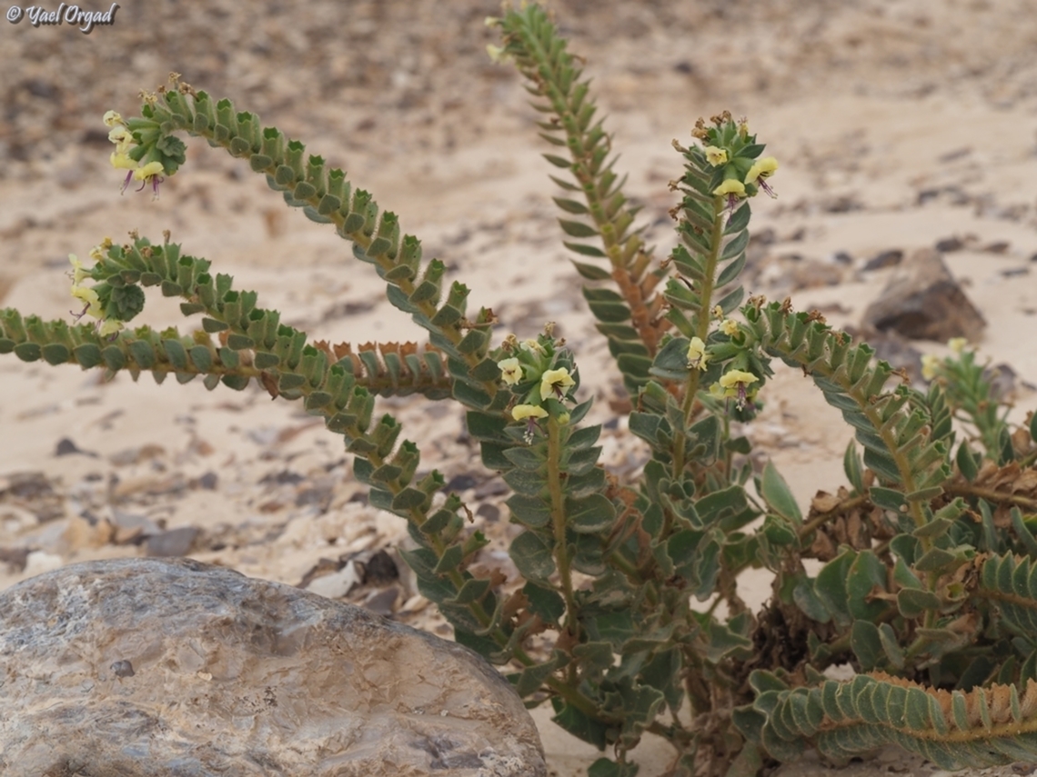 Hyoscyamus desertorum  Geotagged,Hyoscyamus desertorum,Israel,Winter