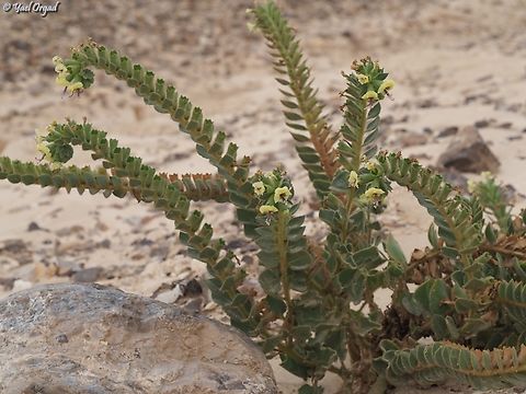 Hyoscyamus desertorum  Geotagged,Hyoscyamus desertorum,Israel,Winter