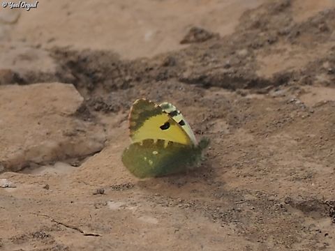 Greenish black-tip in wikipedia it's called Euchloe charlonia
but in inaturalist they changed it to Elphinstonia charlonia...  Euchloe charlonia,Geotagged,Greenish Black-Tip,Israel,Winter