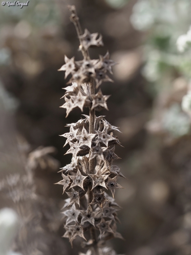 last year's fruit of Marrubium alysson - are pretty stars :-)  Geotagged,Hierba de la rabia,Israel,Marrubium alysson,Winter