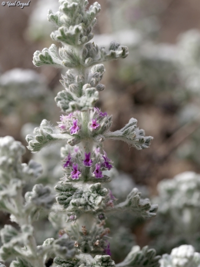 Marrubium alysson  Geotagged,Hierba de la rabia,Israel,Marrubium alysson,Winter