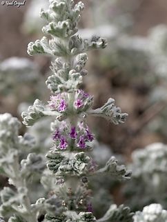 Marrubium alysson  Geotagged,Hierba de la rabia,Israel,Marrubium alysson,Winter