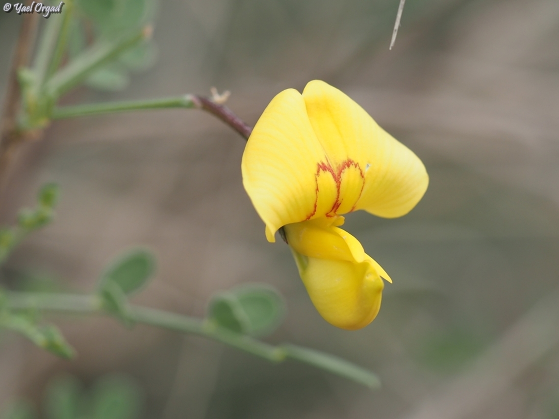 Colutea istria  Bladder-senna,Colutea istria,Geotagged,Israel,Winter
