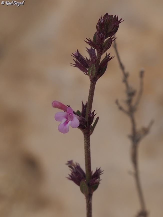 Micromeria myrtifolia  Geotagged,Israel,Micromeria myrtifolia,Winter