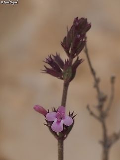 Micromeria myrtifolia  Geotagged,Israel,Micromeria myrtifolia,Winter