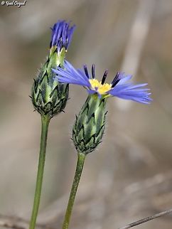 Volutaria crupinoides  Geotagged,Israel,Volutaria crupinoides,Winter