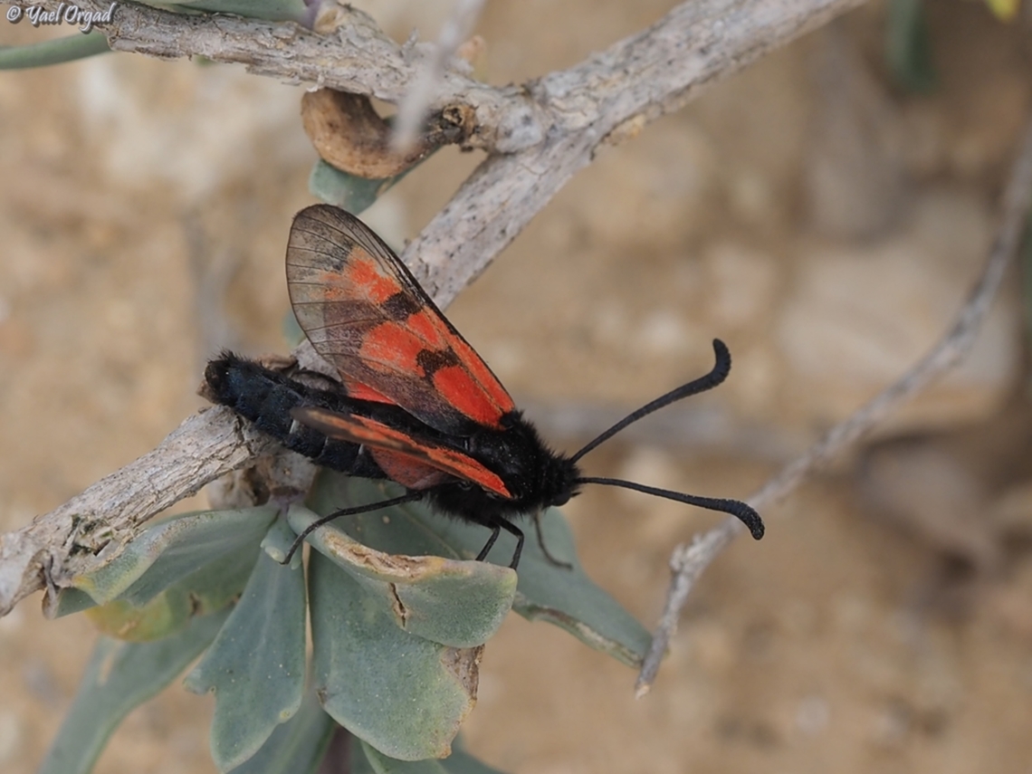 Zygaena graslini  Geotagged,Israel,Winter,Zygaena graslini