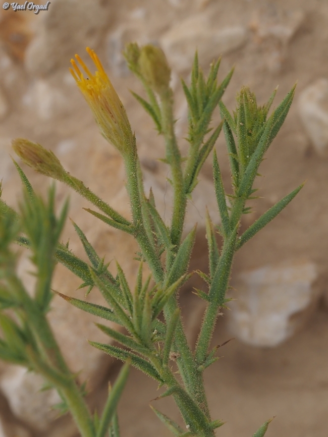 Iphiona scabra  Geotagged,Iphiona scabra,Israel,Winter