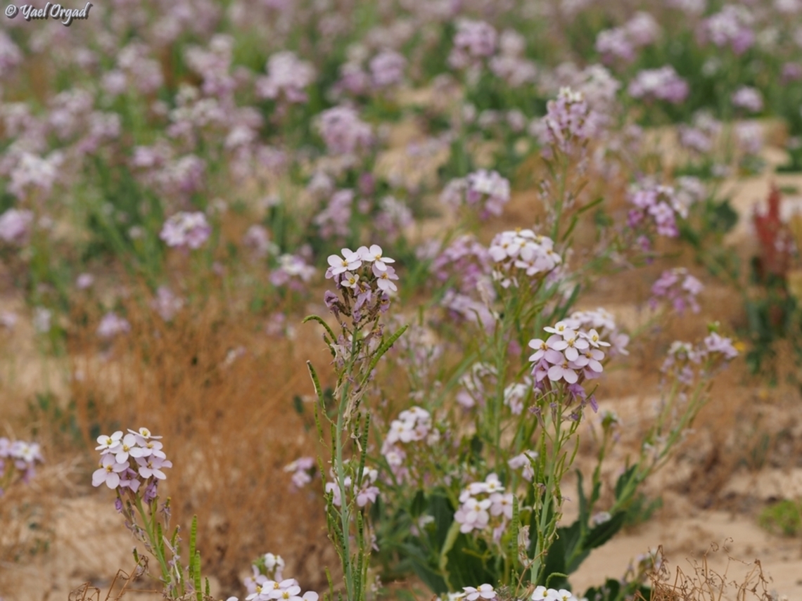 Diplotaxis acris  Diplotaxis acris,Geotagged,Israel,Winter