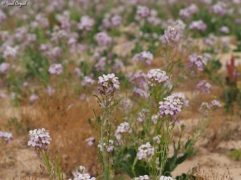 Diplotaxis acris  Diplotaxis acris,Geotagged,Israel,Winter