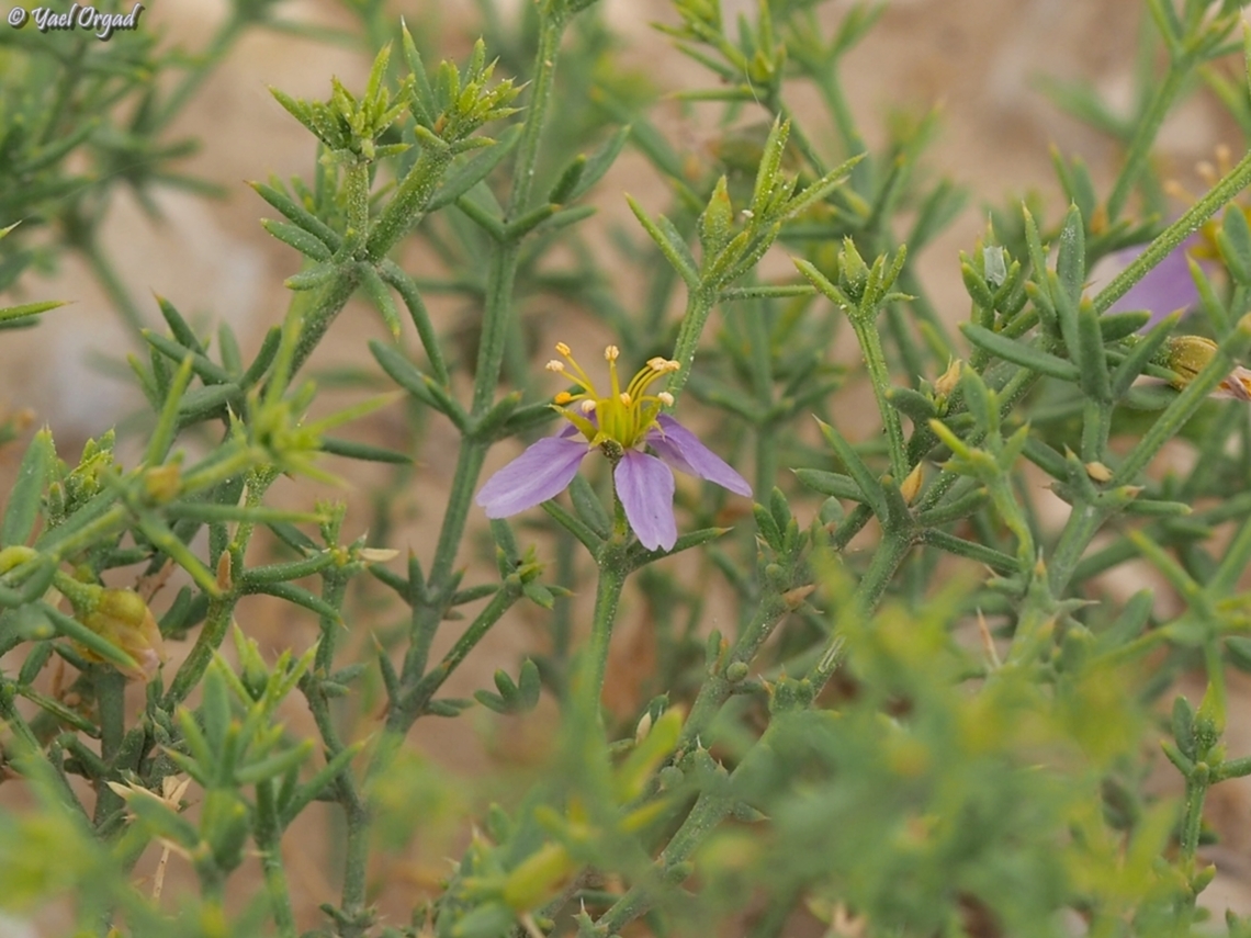 Fagonia arabica  Fagonia arabica,Geotagged,Israel,Winter