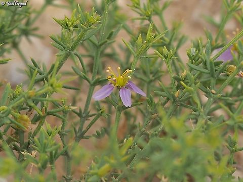 Fagonia arabica  Fagonia arabica,Geotagged,Israel,Winter