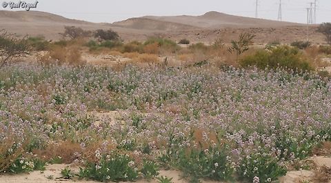 Diplotaxis acris  Diplotaxis acris,Geotagged,Israel,Winter