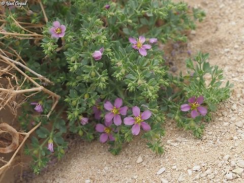 Fagonia mollis  Fagonia mollis,Geotagged,Israel,Winter