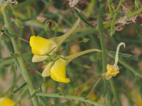 Nanorrhinum scoparium  Geotagged,Israel,Nanorrhinum scoparium,Winter