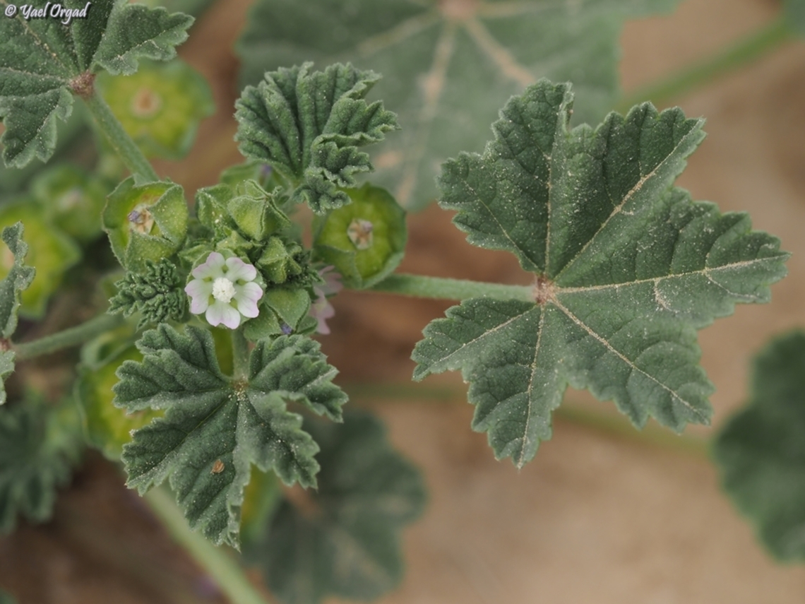 Malva parviflora  Cheeseweed Mallow,Geotagged,Israel,Malva parviflora,Winter